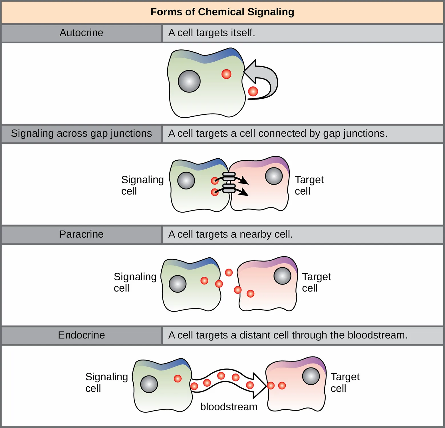 A four-row table titled 'Forms of Chemical Signaling,' each row pairing a mode's name and definition with a labeled cell diagram: autocrine (a cell releases a signal that curves back to bind itself), signaling across gap junctions (a signaling cell passes molecules directly into an adjacent target cell through channel proteins), paracrine (a signaling cell releases molecules that diffuse to a nearby target cell), and endocrine (a signaling cell releases molecules that travel through the bloodstream to a distant target cell).