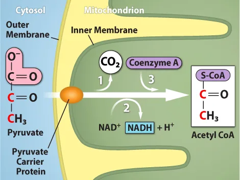 A labeled diagram of a cell membrane cross-section showing pyruvate crossing from the cytosol into the mitochondrion through a carrier protein, then being converted through three numbered steps into acetyl CoA, with CO₂ released and NAD⁺ reduced to NADH along the way.