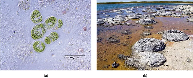 Two photos side by side. Photo (a) shows a cluster of round, green-walled cyanobacteria cells under a light microscope, each about 5 microns across. Photo (b) shows a shallow, sandy shoreline dotted with rounded, gray-white stromatolite mounds built up from layers of cyanobacteria.