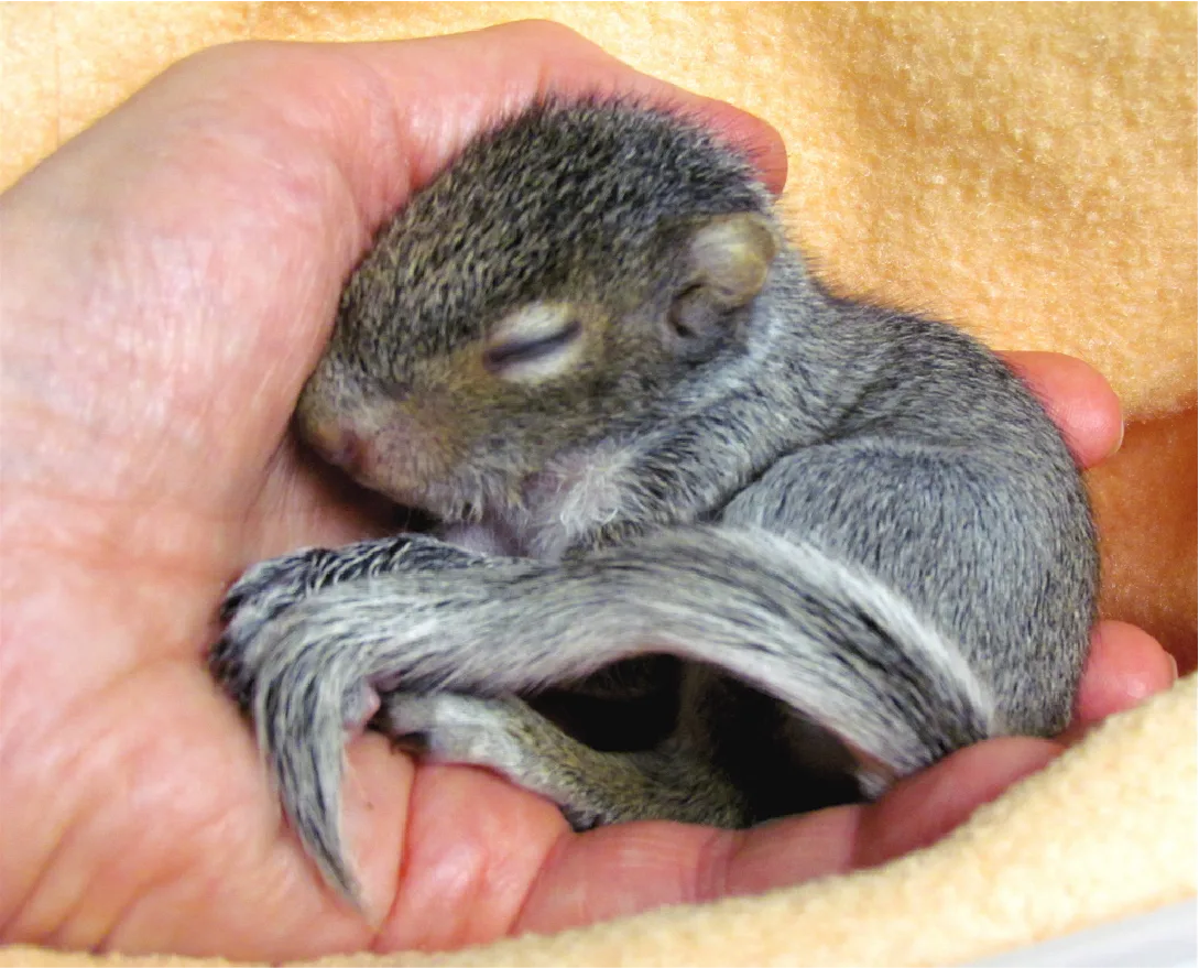 A close-up of a person's hand cradling a small, sleeping baby squirrel wrapped in a soft yellow towel.