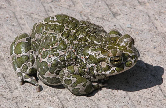 A light-colored toad covered in bright green spots, sitting on pale sand.