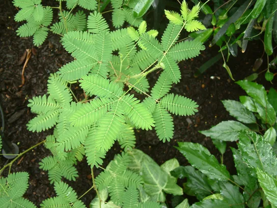 A Mimosa pudica plant with many small, feathery leaves branching from several connected stems.