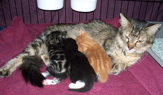 A mother cat nursing three kittens: one orange-and-white tabby, one black with a white foot, and one black-and-white tabby.