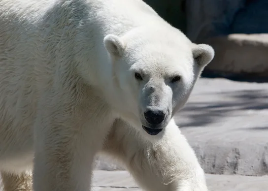 A close-up of a white, furry polar bear walking toward the camera across gray rock in bright sunlight.