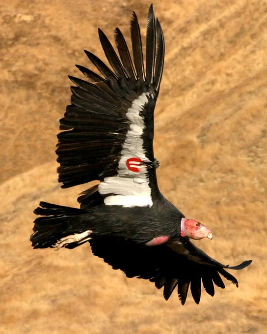A California condor in flight, its extremely wide wingspan fully extended and a numbered tag visible on one wing.
