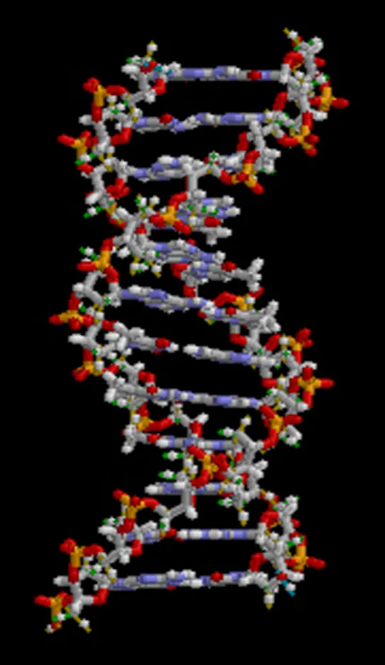A molecular model of a DNA molecule, showing two twisted strands of atoms connected by horizontal bands, forming a spiral-staircase double helix.