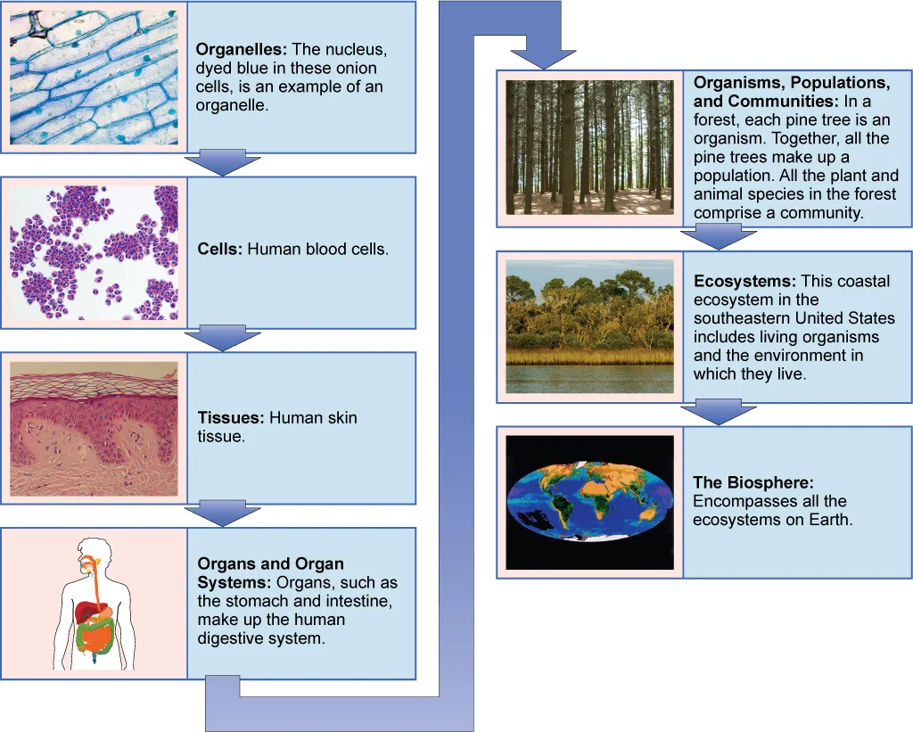 A flow chart of the biological hierarchy from smallest to largest: organelles (inside cells) lead to cells, which form tissues, which form organs and organ systems; organisms combine into populations, which form communities, which form ecosystems, which together make up the biosphere.