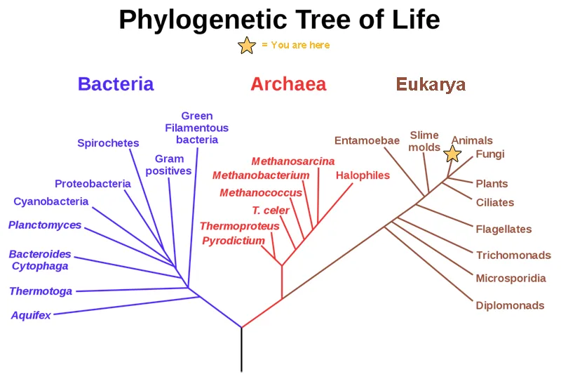 A phylogenetic tree diagram rooted at a common ancestor and splitting into the three domains of life — Bacteria, Archaea, and Eukarya — each branching further into named groups of organisms, with humans marked among the animals in Eukarya as “you are here.”