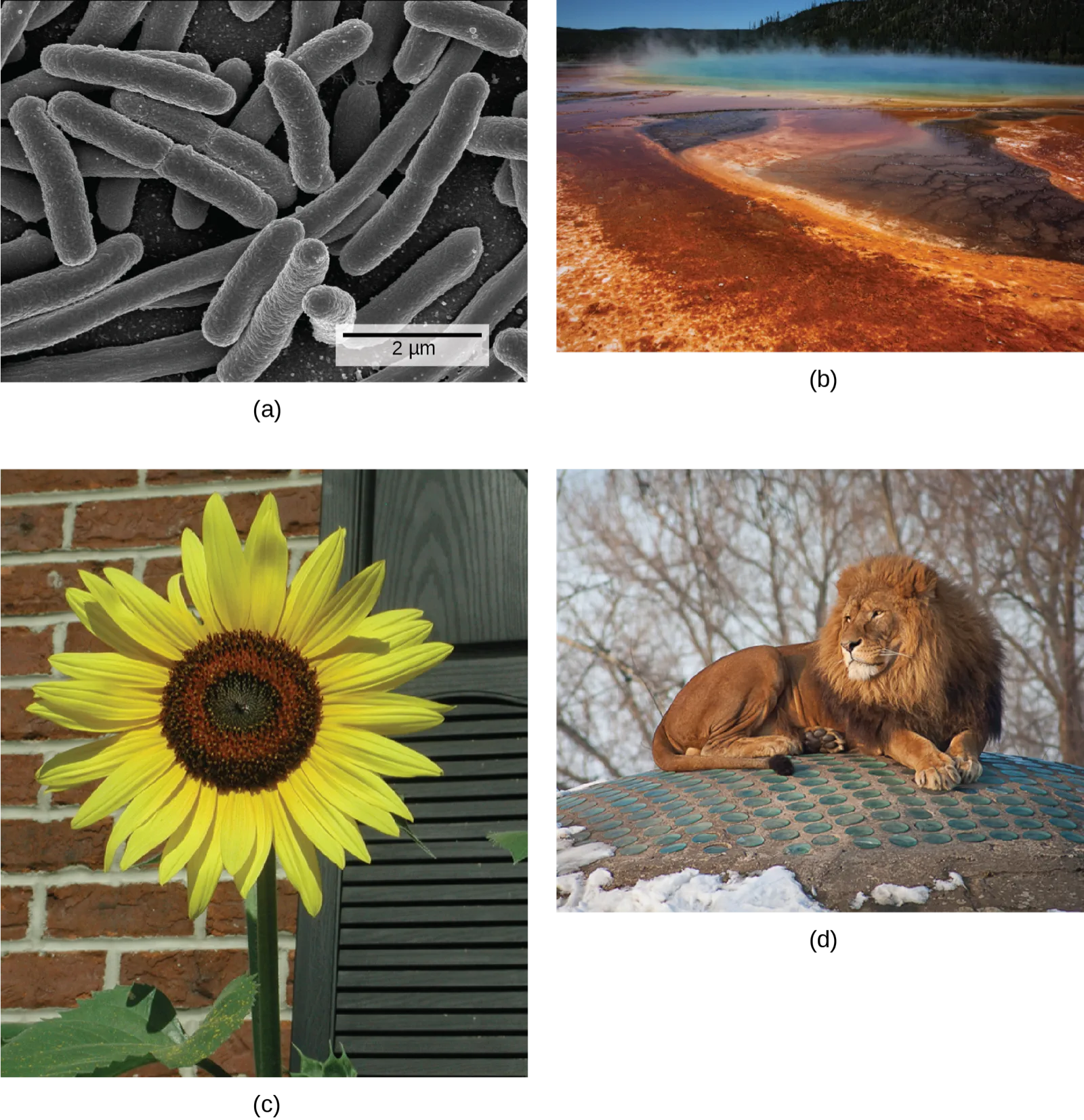 Four photographs, one representing each domain of life discussed in the tree above: (a) a micrograph of rod-shaped bacteria, (b) a steaming, mineral-colored hot spring where heat-loving archaea live, and the (c) sunflower and (d) lion that represent domain Eukarya.