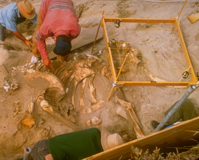 Several people in ball caps and sun hats crouch in an outdoor excavation pit, using hand tools to uncover the curved ribs and other bones of a large skeleton half-buried in sandy soil; an orange grid frame laid over part of the site helps map the bones' positions.