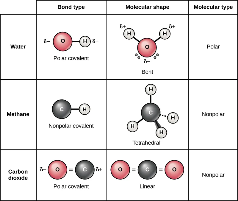 A three-row, three-column table comparing water, methane, and carbon dioxide by bond type, molecular shape, and molecular type (polar or nonpolar).