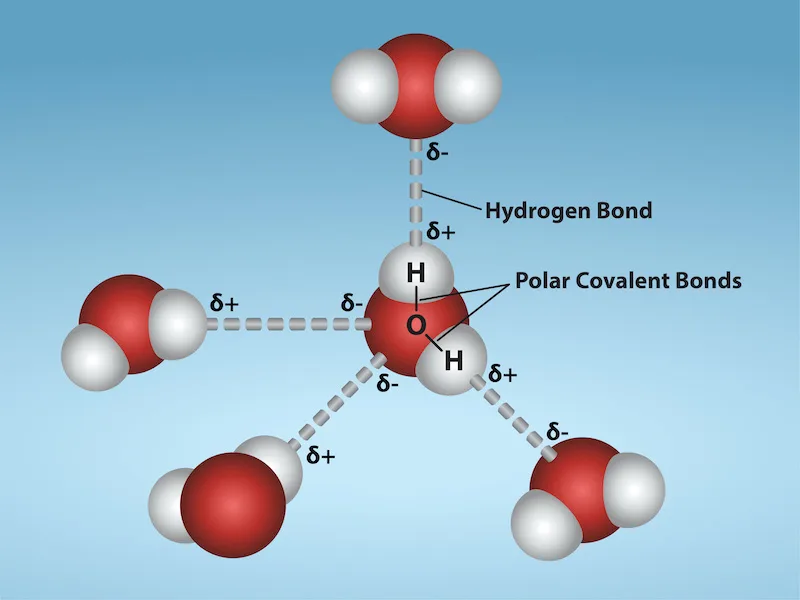 A central water molecule labeled with a partial positive charge on each hydrogen and a partial negative charge on its oxygen, its two O–H bonds labeled polar covalent bonds; dashed lines labeled hydrogen bond connect the central molecule's hydrogens and oxygen to the oppositely charged atoms of four surrounding water molecules.