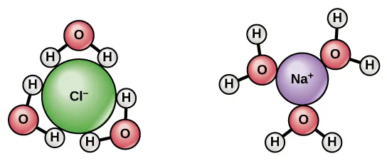 A chloride ion surrounded by water molecules oriented with their hydrogen atoms pointing inward toward it, and a sodium ion surrounded by water molecules oriented with their oxygen atoms pointing inward toward it.