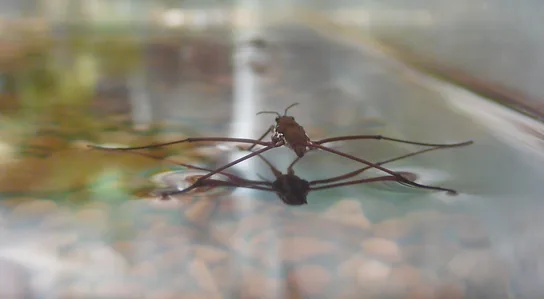 A photograph of an insect with long, thin legs standing on the surface of water, casting a reflection below.