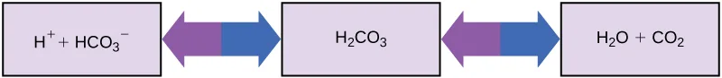 A three-box reversible-reaction diagram: hydrogen ion plus bicarbonate ion, carbonic acid, and water plus carbon dioxide, linked by double-headed arrows showing the reaction running in either direction.