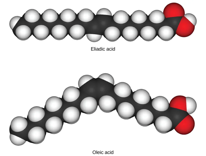 Two space-filling fatty-acid models stacked vertically, eliadic acid above and oleic acid below, both ending in a red-and-white carboxyl group. Eliadic acid's carbon chain is drawn straight; oleic acid's chain has a sharp bend partway along its length.