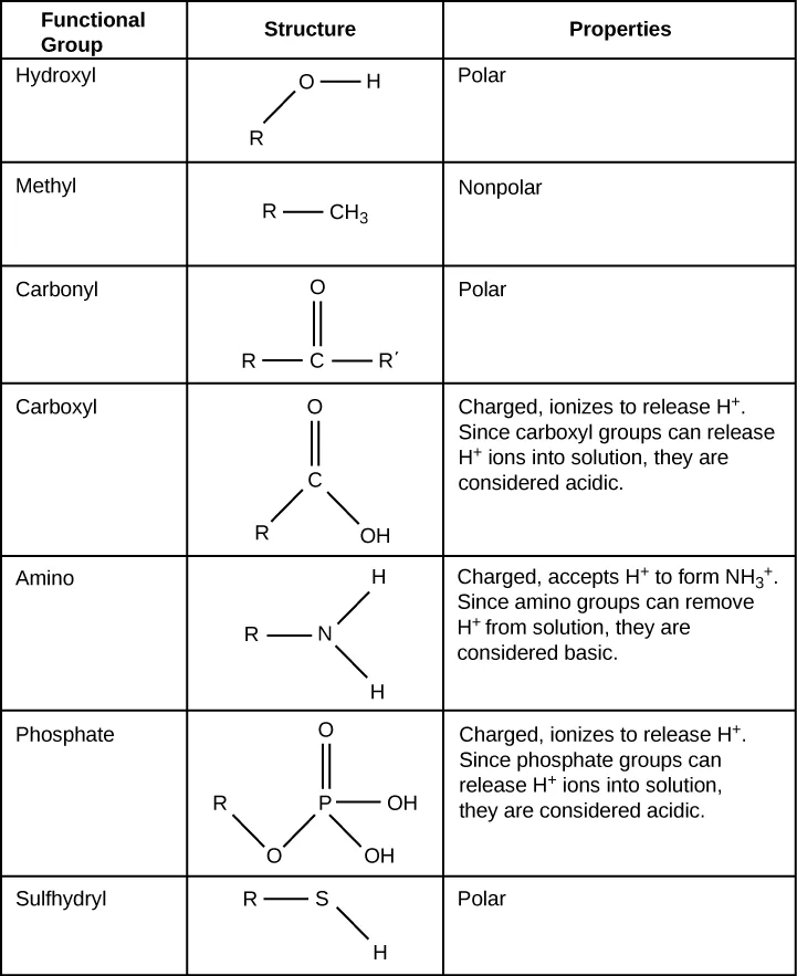 A table listing seven functional groups with their chemical structure and polarity: hydroxyl, methyl, carbonyl, carboxyl, amino, phosphate, and sulfhydryl, each drawn attached to an R group representing the rest of the molecule.