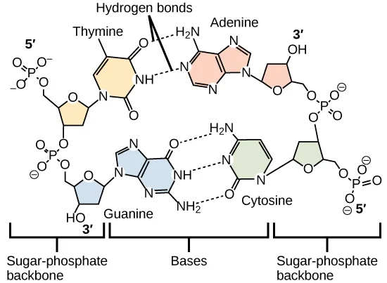 A skeletal diagram of two DNA strands' sugar-phosphate backbones running in opposite directions (5′ to 3′), each strand's bases reaching toward the other: thymine paired to adenine by two hydrogen bonds, and guanine paired to cytosine by three hydrogen bonds.