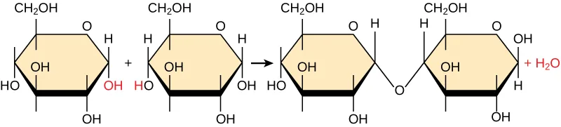 Two glucose molecules, each drawn as a six-membered ring with a CH₂OH group and several OH groups, react to form the disaccharide maltose: the OH at the linking carbon of the left glucose combines with an H at the linking carbon of the right glucose, and a separate water molecule is released.