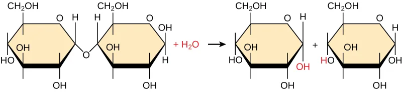 The disaccharide maltose — two glucose rings joined by a bridging oxygen — reacts with a water molecule to break back down into two separate glucose monomers: one ring gains an OH group and the other gains an H at its former linking carbon.