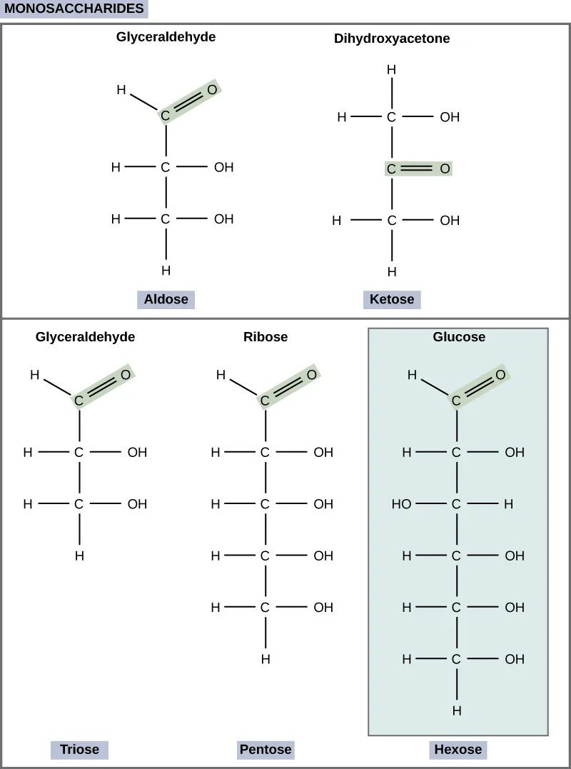 Glyceraldehyde, drawn with its carbonyl group double-bonded to oxygen at the top of a three-carbon chain, beside dihydroxyacetone, drawn with its carbonyl group double-bonded to oxygen in the middle of a three-carbon chain. Below, the linear structures of glyceraldehyde, ribose, and glucose are shown side by side, with three, five, and six carbons respectively, each with its carbonyl group at the top of the chain.