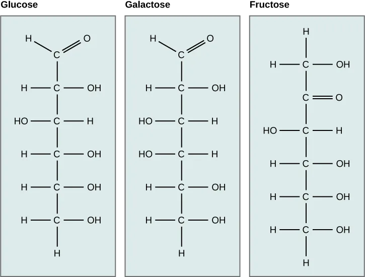 Three six-carbon sugars drawn as vertical chains of carbons with attached H and OH groups. In glucose and galactose, the top carbon is double-bonded to an oxygen and carries a single H. In fructose, the second carbon from the top is double-bonded to an oxygen, and the top carbon carries only a CH₂OH group. Glucose and galactose differ from each other in which side several of their hydroxyl groups point.