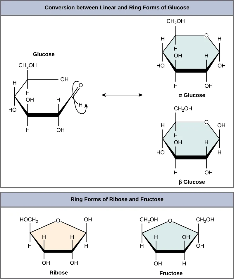 Glucose's linear chain converting to two ring forms by a curved arrow: in α-glucose, the hydroxyl group on carbon 1 is drawn below the ring; in β-glucose, it is drawn above the ring. Below, the five-membered ring forms of ribose and fructose are also shown, each with one ring oxygen and hydroxyl or CH₂OH groups at its corners.