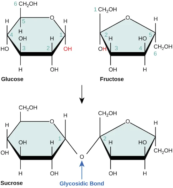 Glucose, with carbon 1 marked, and fructose, with carbon 2 marked, drawn as separate rings; an arrow leads to sucrose, in which the two rings are joined by an oxygen bridging glucose's carbon 1 to fructose's carbon 2 — the glycosidic bond.