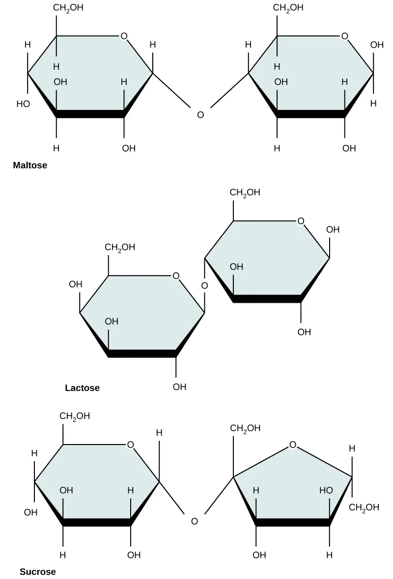 The ring structures of three disaccharides, each formed from two hexose rings joined by a glycosidic bond: maltose (two glucose rings, joined by an oxygen bridging down from the first ring), lactose (a glucose ring and a galactose ring, joined by an oxygen bridging up from the glucose ring), and sucrose (a glucose ring and a fructose ring, joined by an oxygen bridging down from the glucose ring).