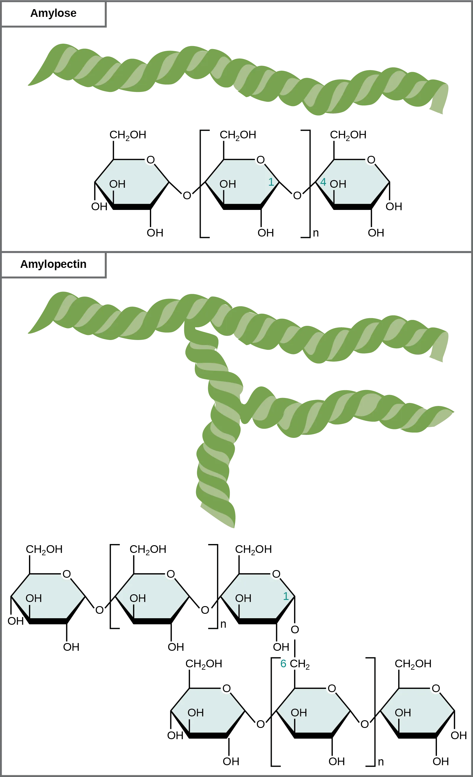 The chemical structures of amylose and amylopectin. Amylose consists of unbranched chains of glucose subunits, and amylopectin consists of branched chains of glucose subunits.