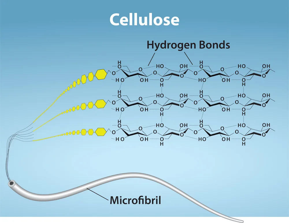 An illustration of cellulose at three levels of magnification: a single microfibril drawn as a smooth curving tube, unwinding into several parallel strands of small linked glucose rings, which lead into detailed rows of glucose rings bonded side by side, with dotted lines between the rows labeled hydrogen bonds.