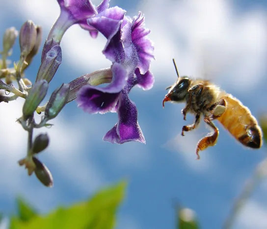 A honeybee in flight, its legs and proboscis extended toward a cluster of purple flowers.
