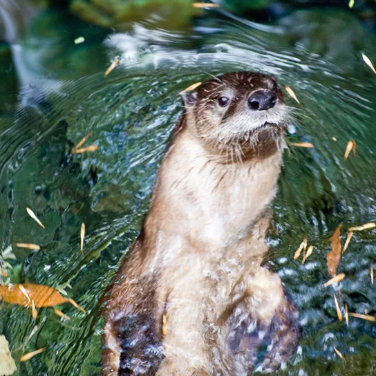 A river otter swimming with its head above the water's surface, its fur slicked back and wet.