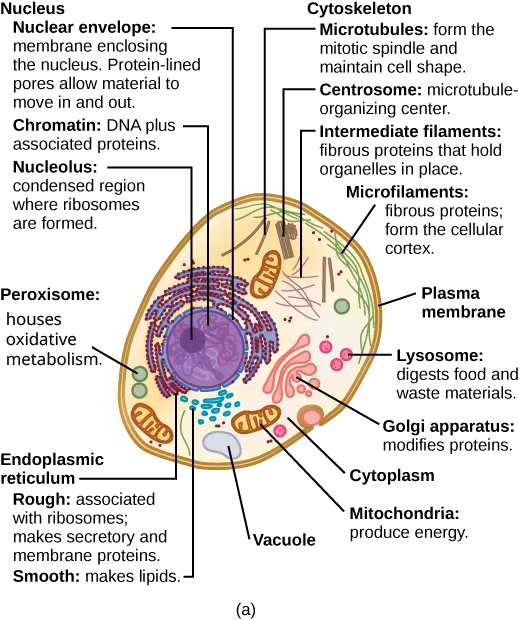 A labeled diagram of a typical eukaryotic animal cell, egg-shaped, with a nucleus (chromatin and a nucleolus inside a nuclear envelope), rough and smooth endoplasmic reticulum, a Golgi apparatus, mitochondria, peroxisomes, lysosomes, a vacuole, free ribosomes, and a cytoskeleton of microfilaments, intermediate filaments, microtubules, and a centrosome, all in the cytoplasm