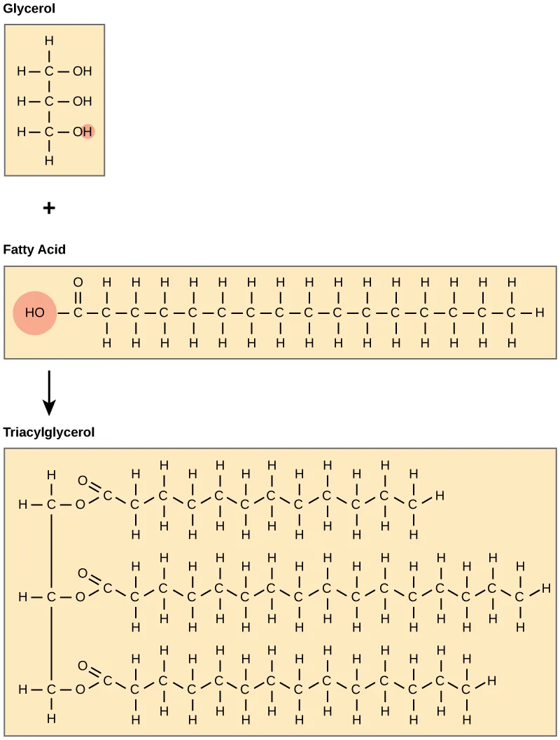 Structural diagrams of glycerol, a fatty acid, and the triacylglycerol they form. Glycerol is a three-carbon chain with a hydroxyl (OH) group on each carbon; the fatty acid is a long hydrocarbon chain ending in a carboxyl (COOH) group. In triacylglycerol, each of glycerol's three hydroxyl groups has reacted with a fatty acid's carboxyl group to form an ester bond, releasing a water molecule at each linkage.