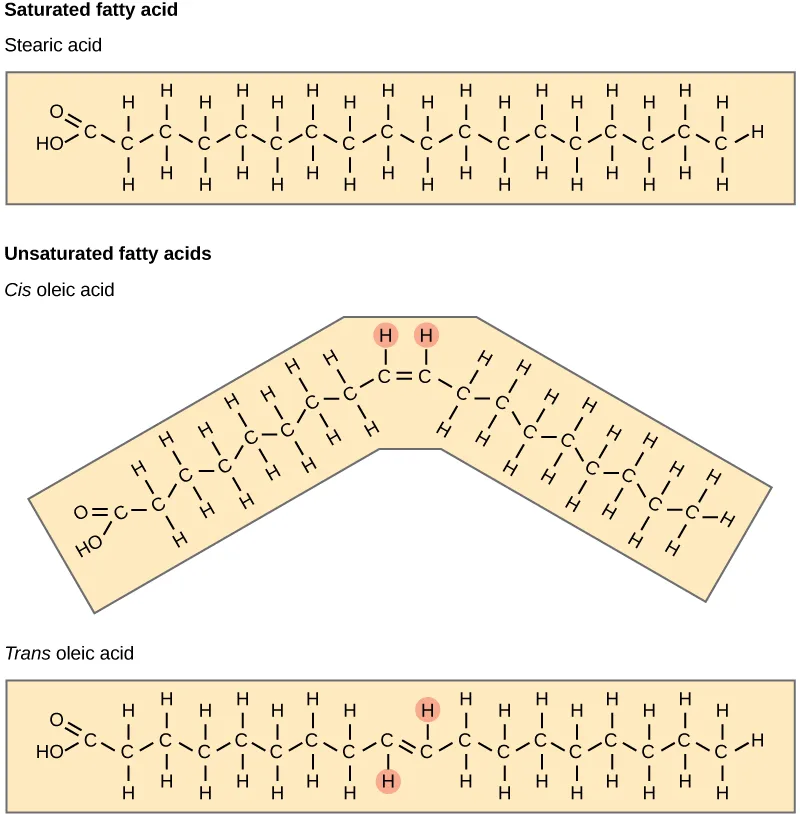 A structural-formula comparison of stearic acid, a saturated fatty acid, with cis and trans oleic acid, two unsaturated fatty acids that share the same double bond but differ in the arrangement of the hydrogens across it.