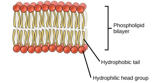 A schematic of a phospholipid bilayer, with two rows of phospholipids arranged tail to tail.
