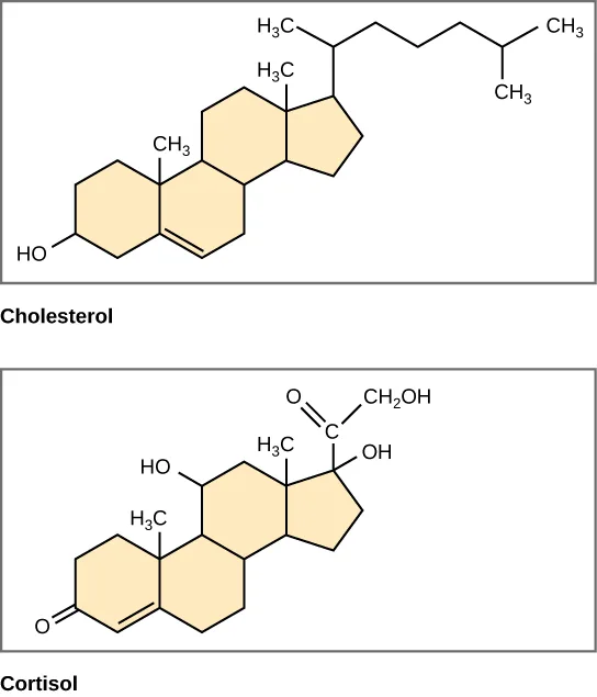 Structural formulas of cholesterol and cortisol, both built from four fused carbon rings but differing in their side groups.