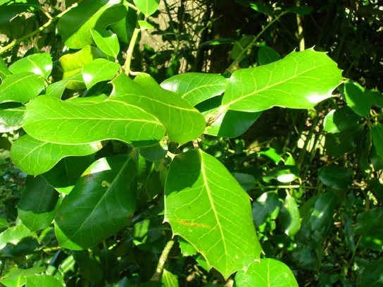 Glossy, thick green leaves on a plant, their waxy surface reflecting bright sunlight.