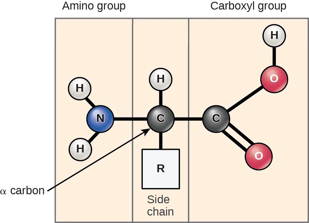 An amino acid's basic structure: a central alpha carbon bonded to an amino group, a carboxyl group, a hydrogen atom, and a variable side chain, the R group.