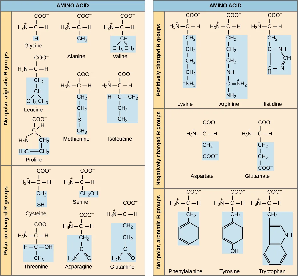 The molecular structures of the twenty common amino acids, grouped into five categories by side-chain chemistry: nonpolar aliphatic, polar uncharged, positively charged, negatively charged, and aromatic.