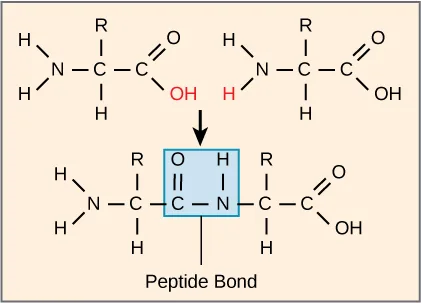 The formation of a peptide bond between two amino acids. When the peptide bond forms, the carbon from the carbonyl group becomes attached to the nitrogen from the amino group, and the OH from the carboxyl group and an H from the amino group form a molecule of water.