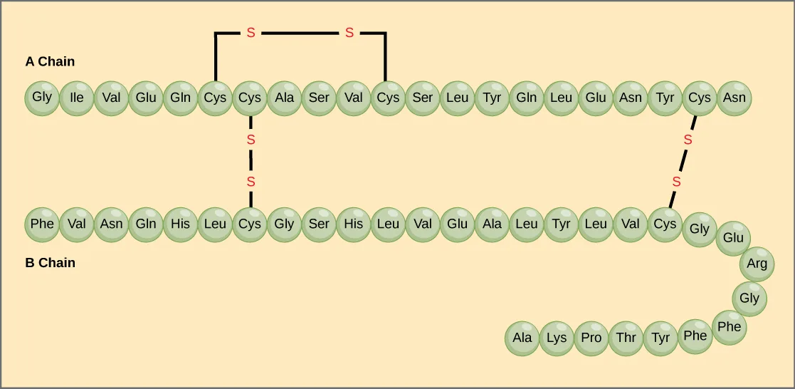 The amino acid sequences for the A chain and B chain of bovine insulin. The A chain is 21 amino acids in length, and the B chain is 30 amino acids in length. One disulfide, or S-S, bond connects two cysteine residues in the A chain. Two other disulfide linkages connect the A chain to the B chain.