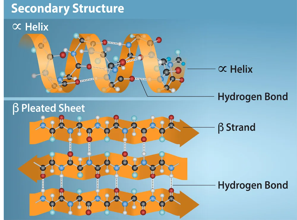 An illustration of an alpha-helix protein structure, which coils like a spring, and a beta-pleated sheet structure, which forms flat sheets stacked together. In the alpha-helix, hydrogen bonding occurs between the carbonyl group of one amino acid and the amino group of the amino acid four residues later. In the beta-pleated sheet, hydrogen bonding occurs between two antiparallel lengths of peptide.