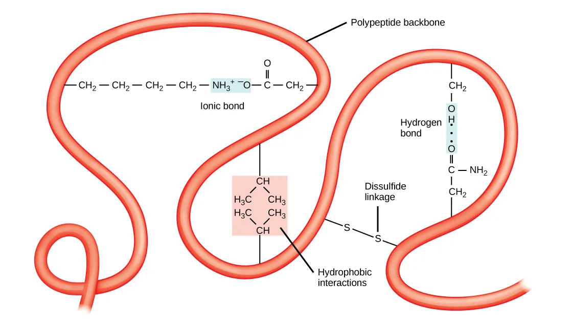 An illustration of a polypeptide backbone folded into a three-dimensional structure, held together by chemical interactions between amino acid side chains: an ionic bond between an amino group and a carboxyl group, hydrophobic interactions between two hydrophobic side chains, a hydrogen bond between a hydroxyl group and a carbonyl group, and a disulfide linkage.