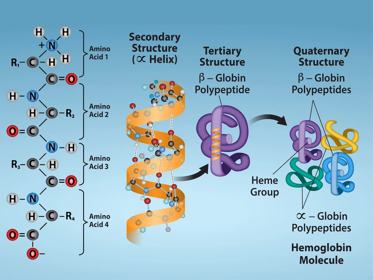 The four levels of protein structure: primary structure is the amino acid sequence, secondary structure is a regular folding pattern from hydrogen bonding, tertiary structure is the three-dimensional folding of the protein from interactions between amino acid side chains, and quaternary structure is the interaction of two or more polypeptide chains.