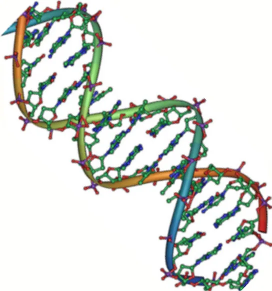 The molecular structure of D N A is shown. D N A consists of two antiparallel strands twisted in a double helix. The phosphate backbone is on the outside, and the nitrogenous bases face one another on the inside.  The bases appear as strands between the phosphate backbone of the double helix.