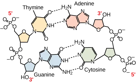 Hydrogen bonding between thymine and adenine and between guanine and cytosine is shown. Thymine forms two hydrogen bonds with adenine, and guanine forms three hydrogen bonds with cytosine. The phosphate backbones of each strand are on the outside and run in opposite directions.