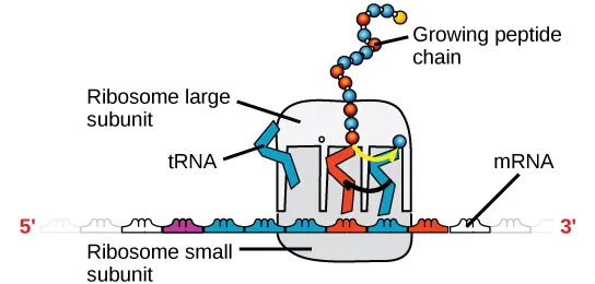 An illustration of a ribosome is shown. m R N A sits between the large and small subunits. t R N A molecules bind the ribosome and add amino acids to the growing peptide chain.