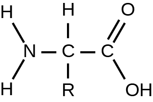 The generic structure of an amino acid: a central carbon bonded to an amino group (NH₂) on the left, a carboxyl group (C double-bonded to O and single-bonded to OH) on the right, a hydrogen atom above, and an R group below representing the variable side chain.